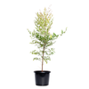 270mm Sacred Bamboo - Nandina domestica