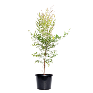 270mm Sacred Bamboo - Nandina domestica
