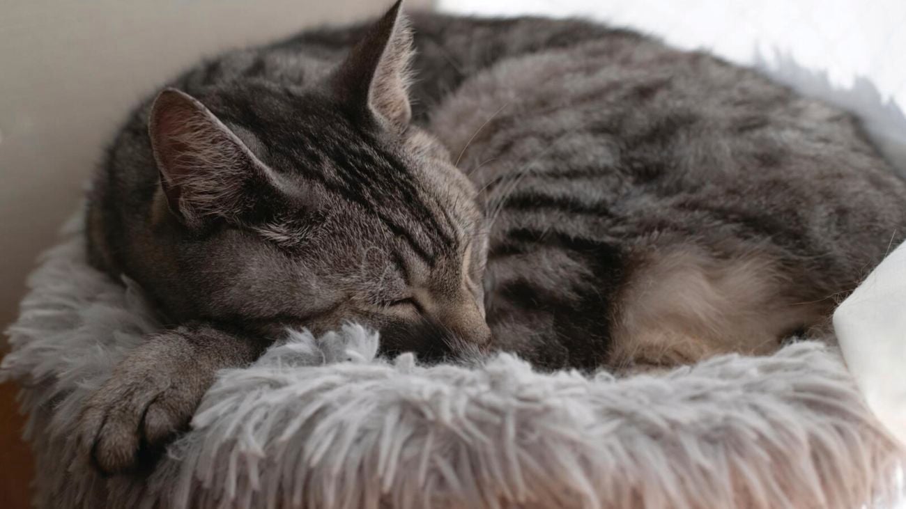 A grey and black cat, curled up, sleeping on a pet bed.