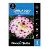 Bloomin' Bulbs Dahlia Pink Twilight - 1 Pack