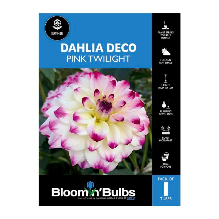 Bloomin' Bulbs Dahlia Pink Twilight - 1 Pack