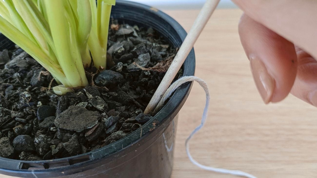 Close up of a black pot plant filled with potting mix. A hand is pushing a piece of string into the potting mix using a pencil.