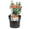 140mm Westringia Grey Box - Westringia fruticosa