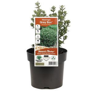 140mm Westringia Grey Box - Westringia fruticosa