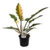 140mm Philodendron Ring Of Fire - Philodendron wendlandii