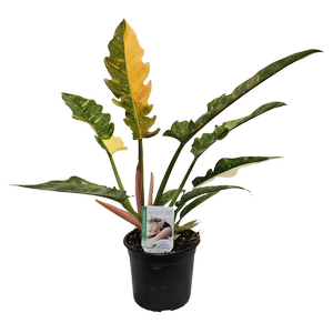 140mm Philodendron Ring Of Fire - Philodendron wendlandii