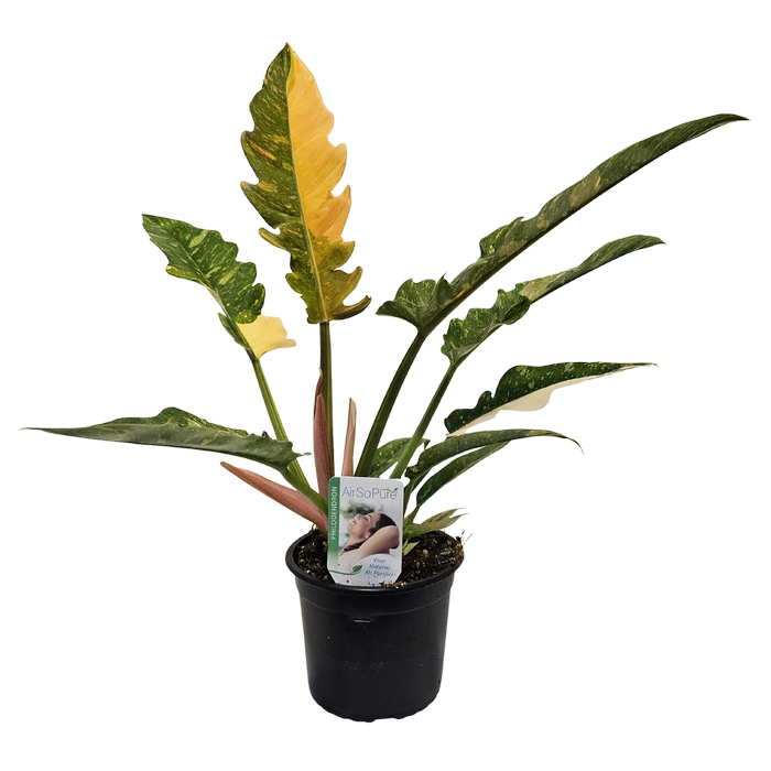 140mm Philodendron Ring Of Fire - Philodendron wendlandii