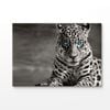 B&W Tiger With Blue Eyes  Print 100% Australian Made 120x90cm (Stretched Canvas)