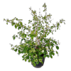 20L Viburnum Summer Snowflake - Viburnum Plicatum Tomentosum
