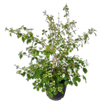 20L Viburnum Summer Snowflake - Viburnum Plicatum Tomentosum