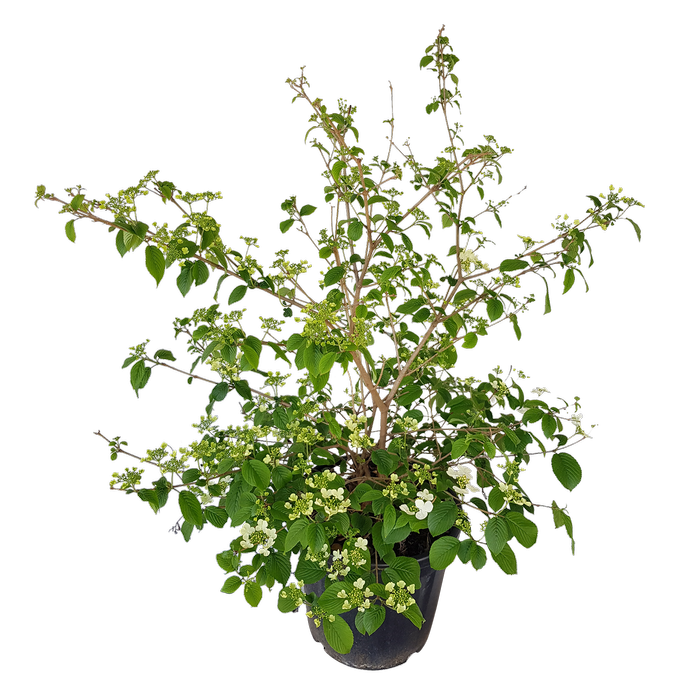 20L Viburnum Summer Snowflake - Viburnum Plicatum Tomentosum