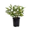 140mm Pepino Gold - Solanum muricatum
