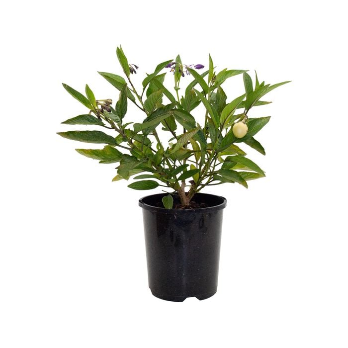 140mm Pepino Gold - Solanum muricatum
