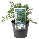 140mm Westringia Low Horizion - Westringia fruticosa Low Horizion