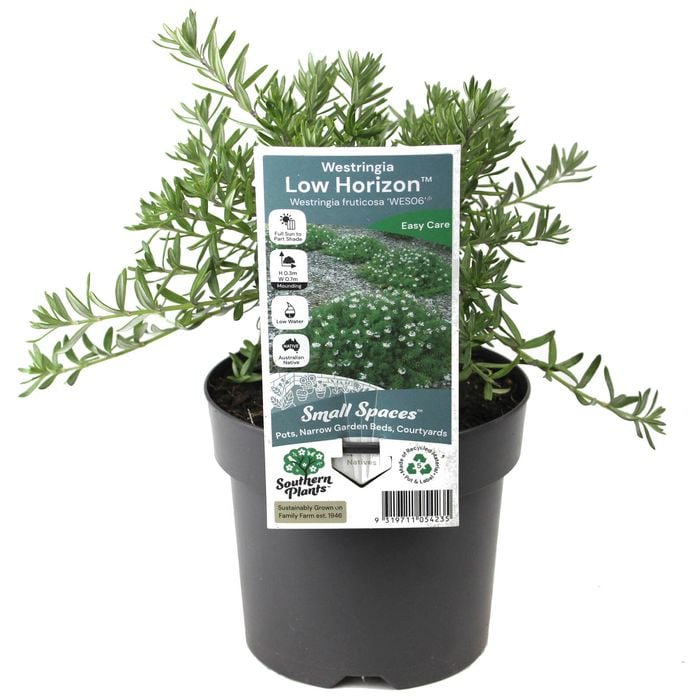 140mm Westringia Low Horizion - Westringia fruticosa Low Horizion
