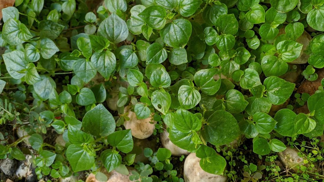 Image of peperomia growing in a garden