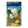 Fiesta Flower Bulbs Hippeastrum Double Alfresco