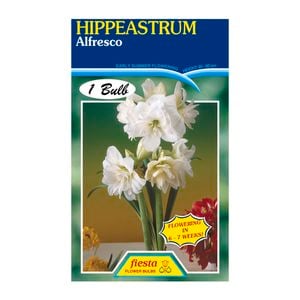 Fiesta Flower Bulbs Hippeastrum Double Alfresco
