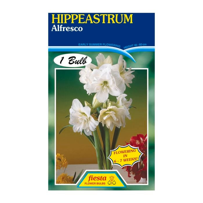 Fiesta Flower Bulbs Hippeastrum Double Alfresco