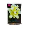 Yarra Valley Bulbs Lilium Exotic Sun 1 Pack