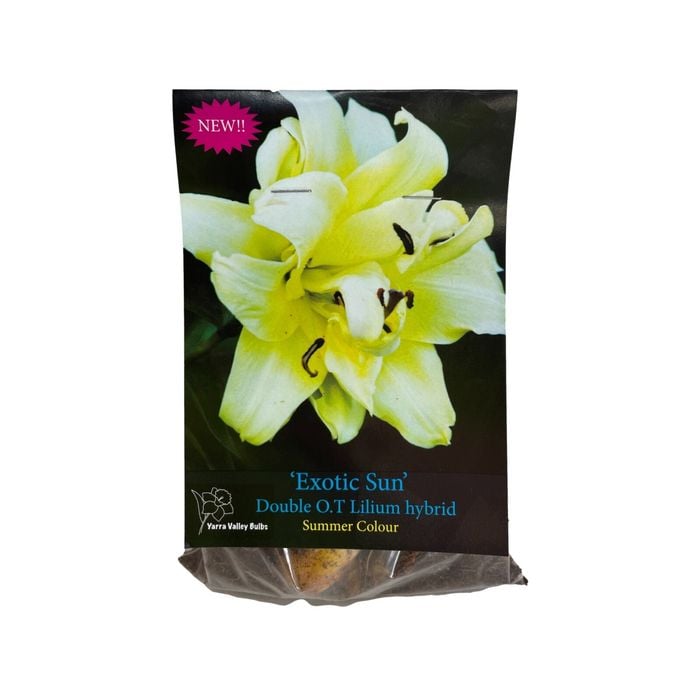 Yarra Valley Bulbs Lilium Exotic Sun 1 Pack