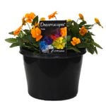 180mm Viola Orange - Viola cornuta