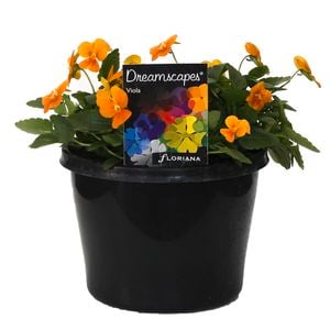 180mm Viola Orange - Viola cornuta