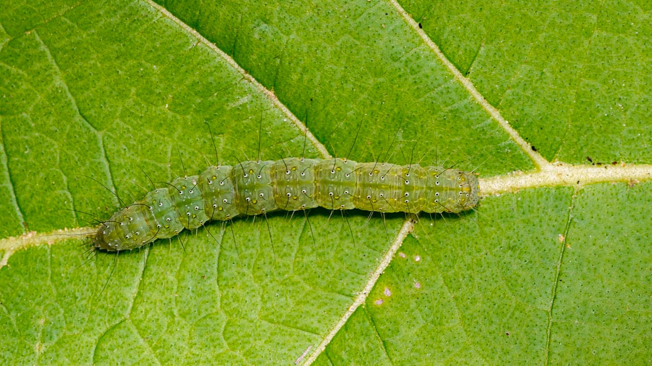 A green caterpillar camouflaged on a green leaf.