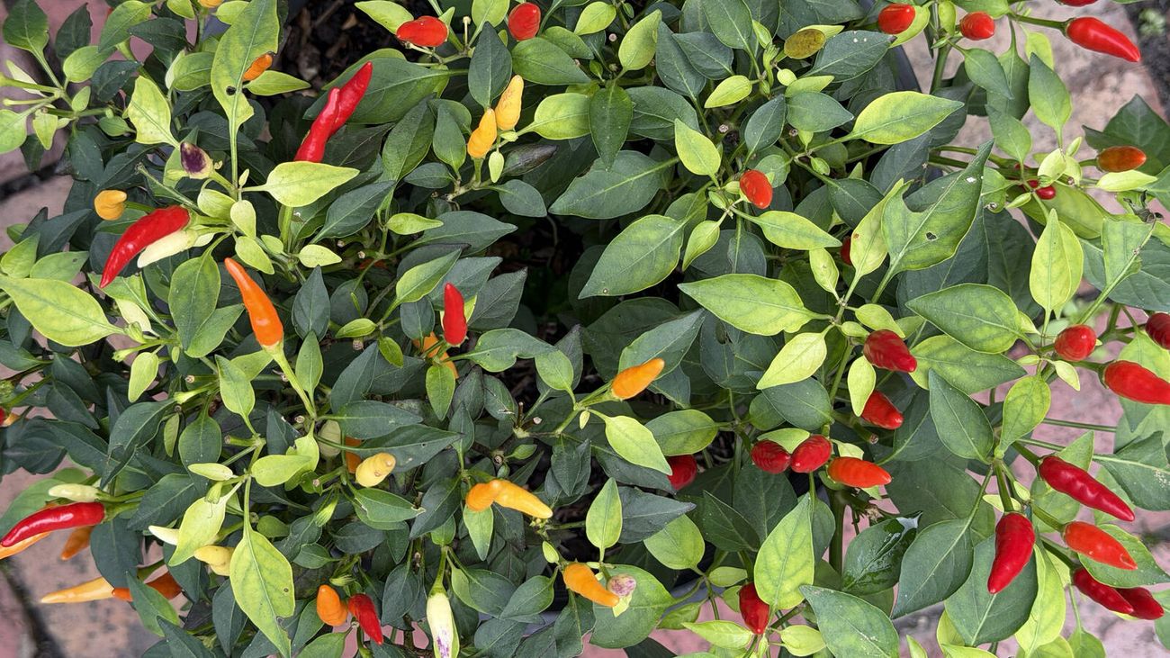 Hand holding packets of chilli seeds in front of a garden centre seed display wall