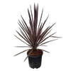 10L Cordyline Midnight Star - Cordyline australis Midnight Star