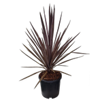 10L Cordyline Midnight Star - Cordyline australis Midnight Star