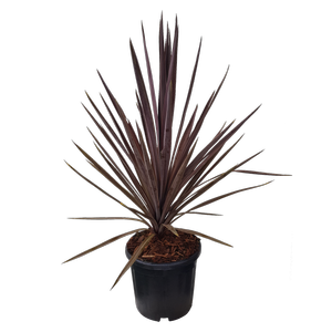 10L Cordyline Midnight Star - Cordyline australis Midnight Star