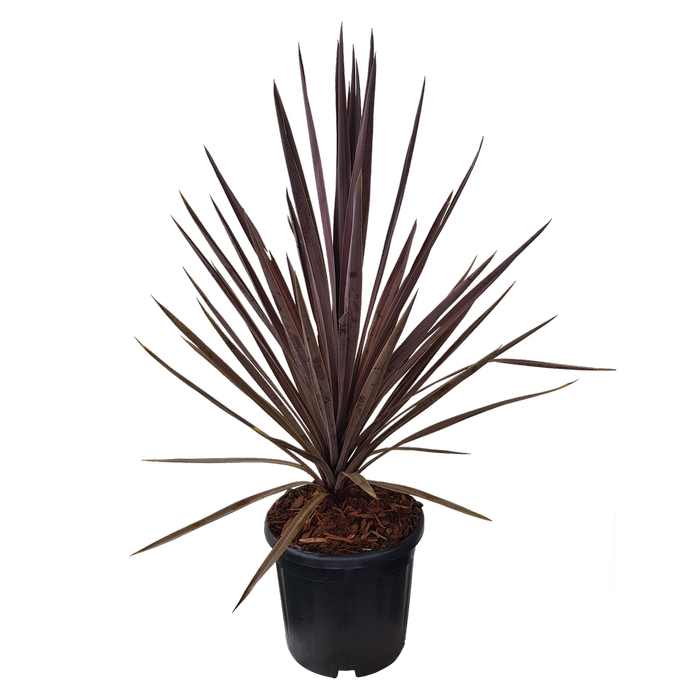 10L Cordyline Midnight Star - Cordyline australis Midnight Star