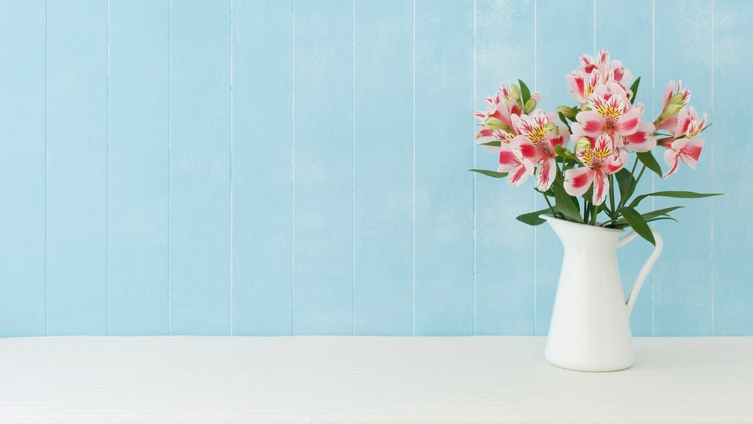 Bright flowers in a white jug against a pale blue wall