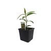 Swan Plant 10cm (Asclepias)