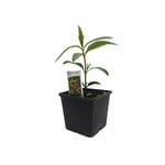 Swan Plant 10cm (Asclepias)