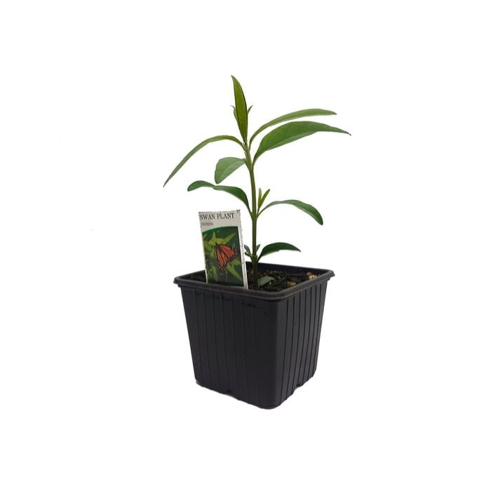 Swan Plant 10cm (Asclepias)