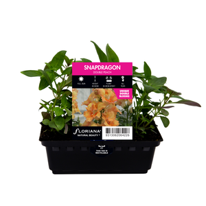 Snapdragon Double Peach Punnet - Antirrhinum majus
