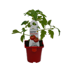 100mm Tomato Potentate - Lycopersicum