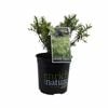 170mm Hebe Snow Fall - Hebe divaricata