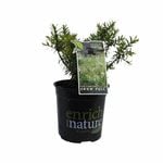 170mm Hebe Snow Fall - Hebe divaricata