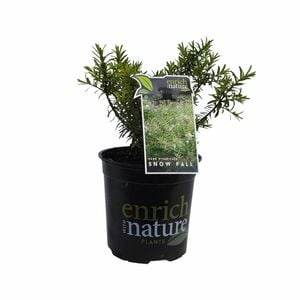 170mm Hebe Snow Fall - Hebe divaricata