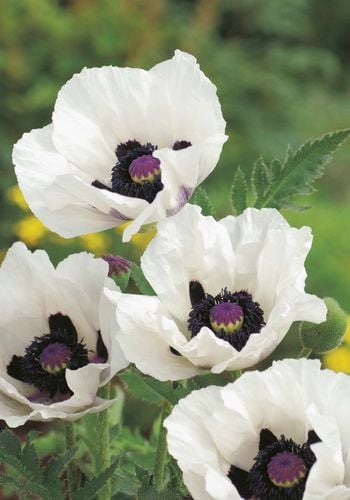 Close up of white flowers