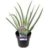 180mm Dietes White Tiger - Dietes iridioides