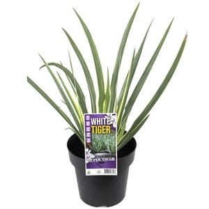 180mm Dietes White Tiger - Dietes iridioides