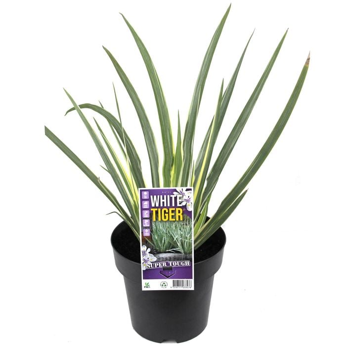 180mm Dietes White Tiger - Dietes iridioides