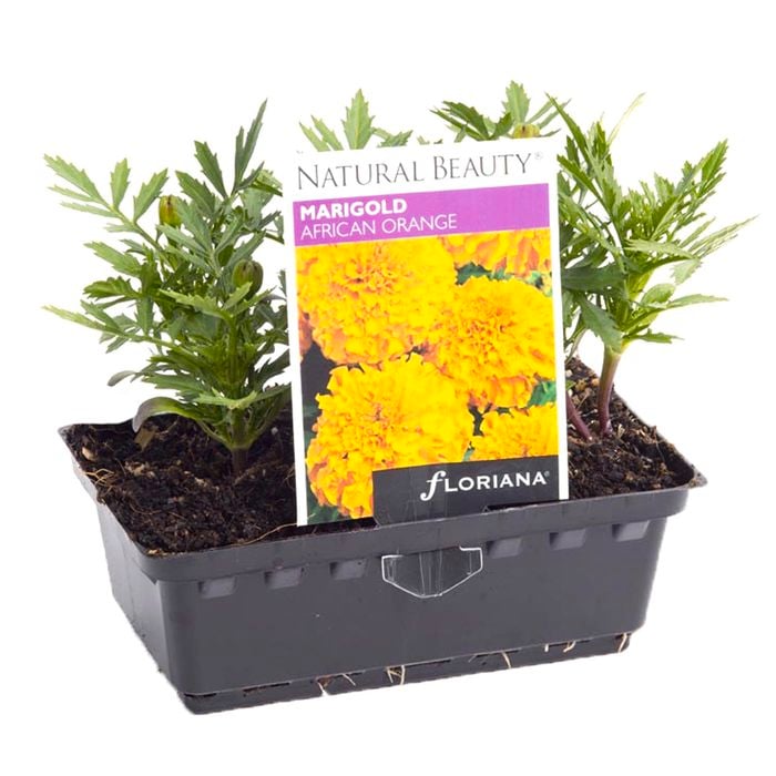 Marigold African Orange Punnet - Tagetes erecta