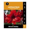 Bloomin Bulbs Hippeastrum Floris Hoekker - 1 Pack