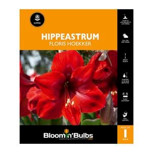 Bloomin Bulbs Hippeastrum Floris Hoekker - 1 Pack