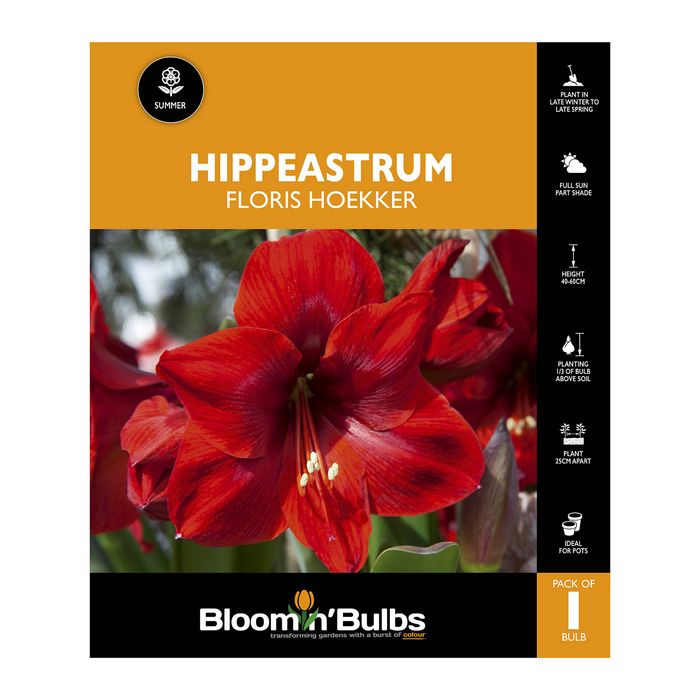 Bloomin Bulbs Hippeastrum Floris Hoekker - 1 Pack